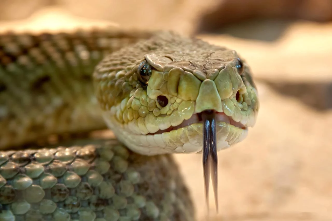 A cobra é um dos animais que provocam mais pânico nos seres humanos. E não é para menos. Além do aspecto aterrorizante, rastejando em velocidade, elas têm venenos capazes de matar rapidamente. 