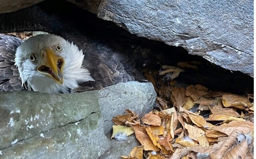 Um alpinista americano chamado Kelston salvou um casal de águias  no Parque Estadual Susquehanna Riverlands, no estado da Pensilvânia. Ele fazia uma expedição quando percebeu o problema.
