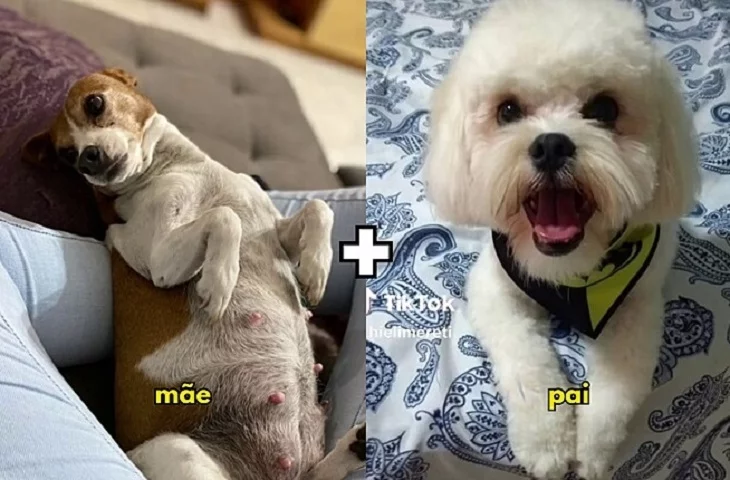 Recentemente, postagens fizeram sucesso nas redes sociais mostrando o resultado do cruzamento de uma pinscher mestiça com um lhasa apso também não puro, que deram origem a dois filhotes com pelos de 