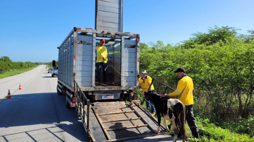 Após o resgate, os animais são cadastrados pelas equipes e ficam recolhidos nos currais do Detran-CE por um prazo de sete dias