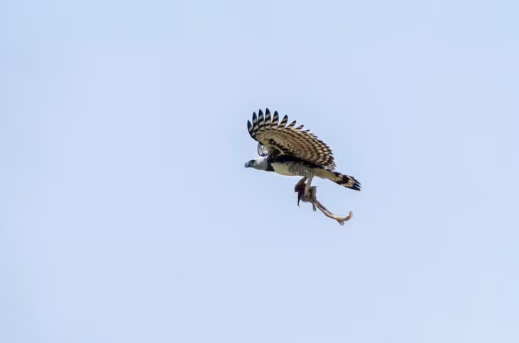 No dia 21/10/2024, o biólogo e fotógrafo Gabriel Oliveira de Freitas fez um registro impressionante no Pantanal. A imagem mostra uma harpia, a maior águia do mundo, voando com um macaco bugio em suas garras. 
