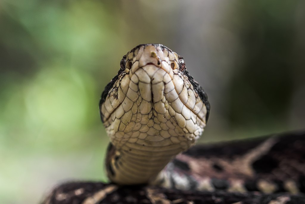 Existem cerca de 400 espécies de cobras espalhadas pelo Brasil, sendo que 63 delas têm veneno. Veja quais são consideradas mais perigosas. 