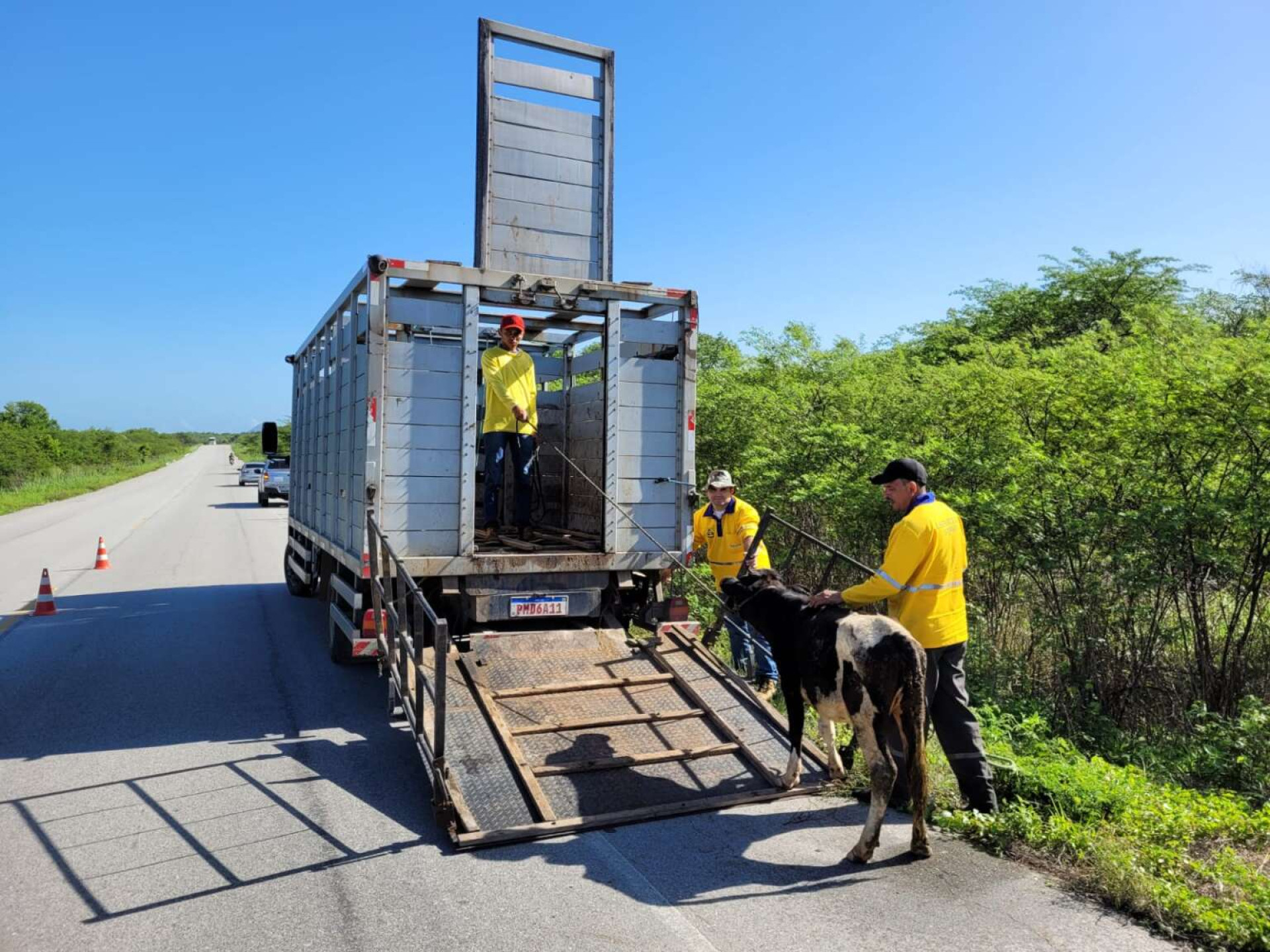 Após o resgate, os animais são cadastrados pelas equipes e ficam recolhidos nos currais do Detran-CE por um prazo de sete dias (Foto: Divulgação/Detran-CE)