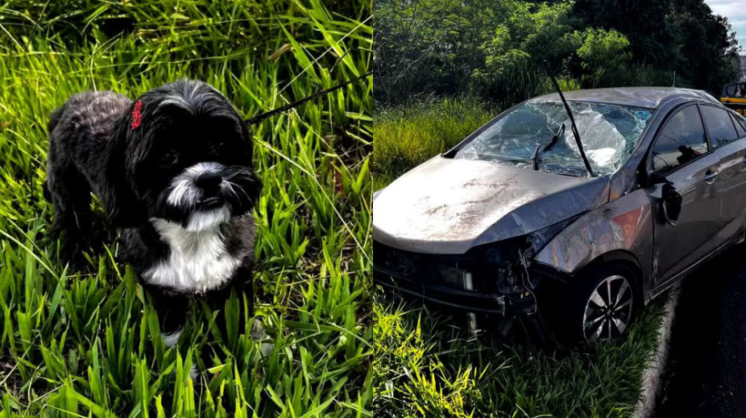 Acidente com capotamento no Paraná envolve crianças e cachorro, motorista relatou transporte inadequado de animal