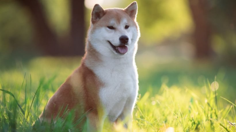 O shiba é um cachorro leal e espirituoso (Imagem: OlesyaNickolaeva | Shutterstock) 