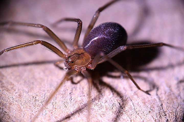 Um homem de 23 anos morreu após ser picado por uma aranha-violinista (cujo nome científico é oxosceles reclusa) em Bari, que fica na região da Puglia, Itália. 