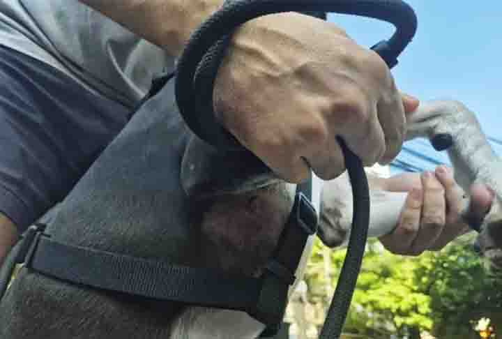 Um policial reformado se machucou no dia 5/01/25 ao tentar salvar seu cachorro, atacado por um pitbull que estava solto e sem focinheira  no bairro do Maracanã, no Rio de Janeiro (RJ).