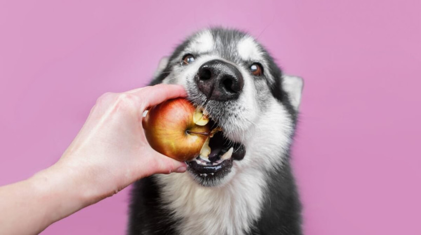 Alguns sabores costumam agradar o paladar dos cachorros (Imagem: Ellina Balioz | Shutterstock)