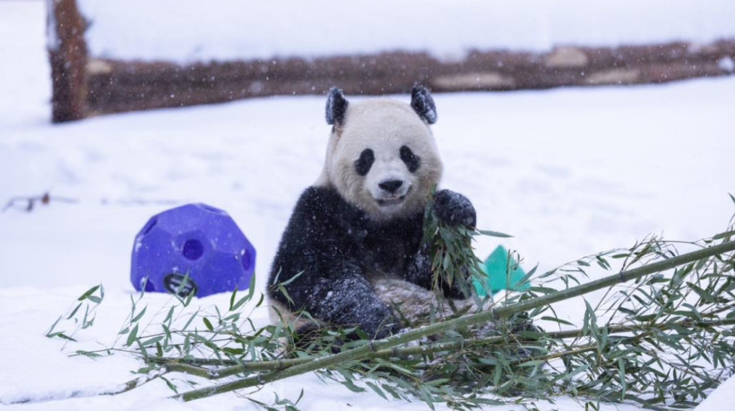 Após maior nevasca da década no leste dos EUA, os pandas do Zoológico Nacional de Washington se divertiram com a camada de neve que se formou sobre o solo