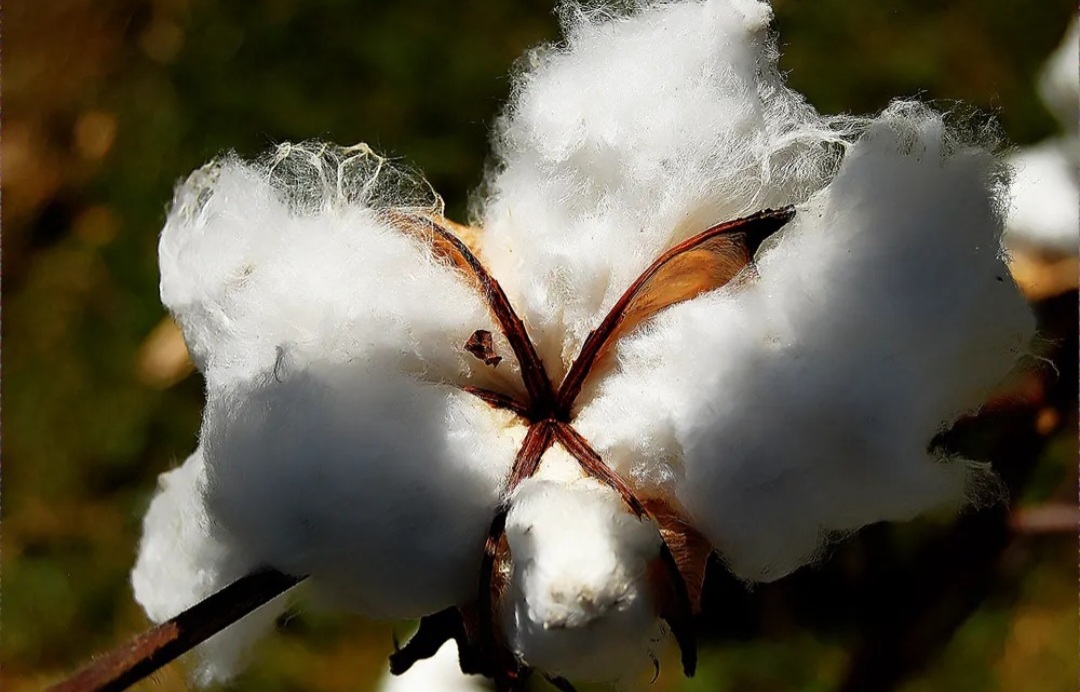 O Mato Grosso responde por 73% da produção de algodão no Brasil. Já a Bahia cultiva 17% do algodão do país. São os dois estados com mais força no segmento.