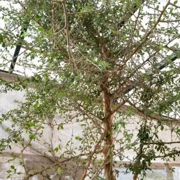 Na década de 1980, uma semente antiga, com mais de mil anos, foi encontrada em escavações arqueológicas em uma caverna localizada no deserto da Judeia, no Oriente Médio. Um grupo de pesquisadores decidiu plantá-la e cultivá-la em 2010. Com o tempo, veio o espanto: a árvore brotou e se desenvolveu. 
