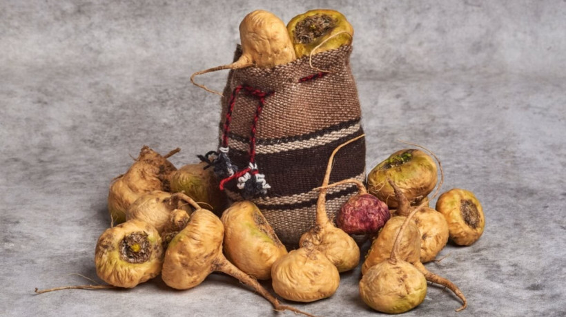 A maca peruana é utilizada devido às suas propriedades terapêuticas (Imagem: Dreke | Shutterstock)