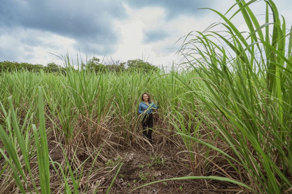 A Coopafesp promove a agricultura familiar e a diversidade de cultivos no Ceará, indo além da monocultura predominante em outras regiões do Brasil(Foto: Júlio Caesar/O Povo)