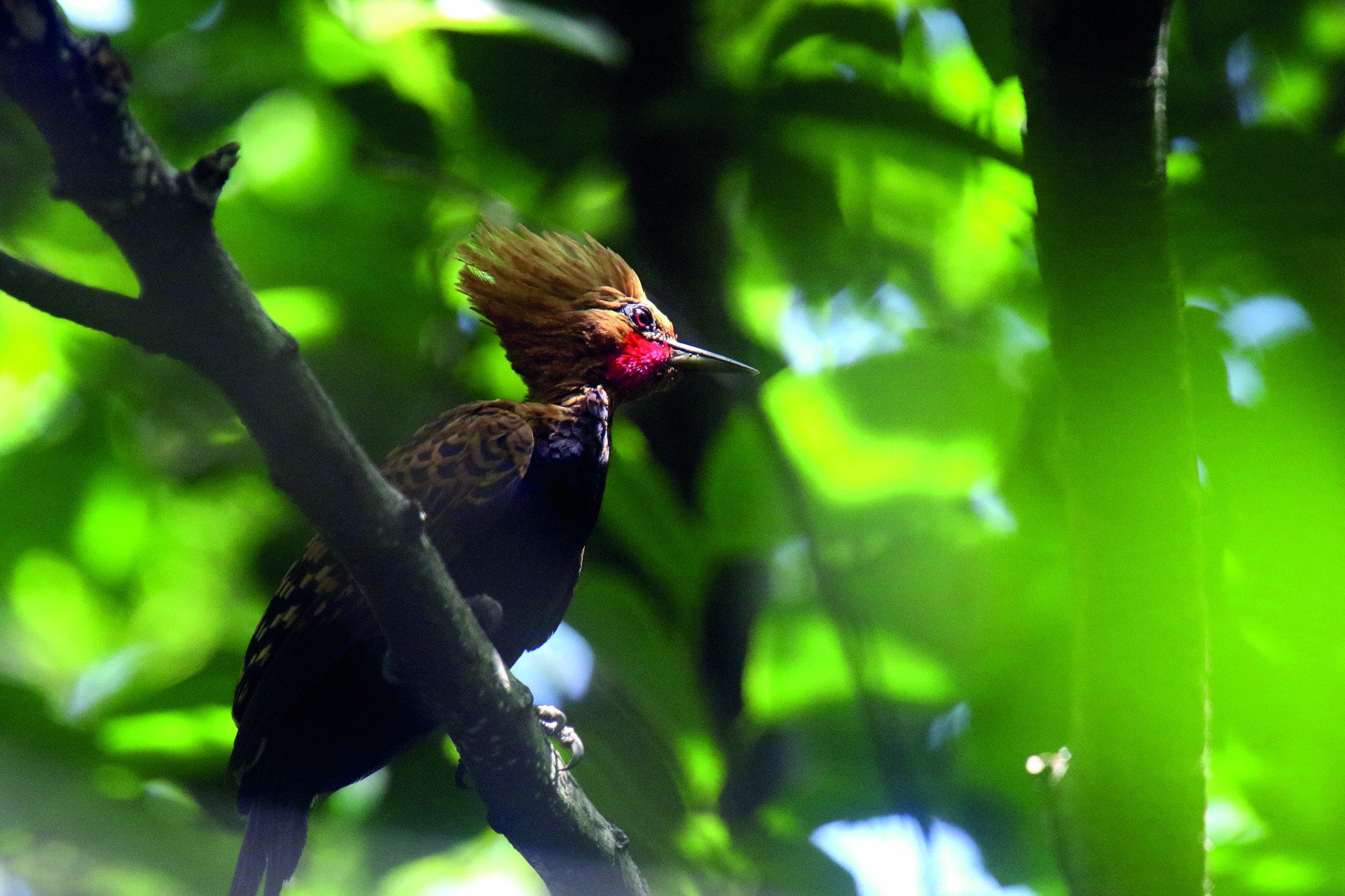 Pica-pau-ocráceo (celeus ochraceus), uma das quatro espécies de pica-pau que habita o Parque Estadual do Cocó. Imagem colhida na trilha da Lagoa, em 16/2/2025. Fortaleza-Ceará. 2025   (Foto: Demitri Túlio)