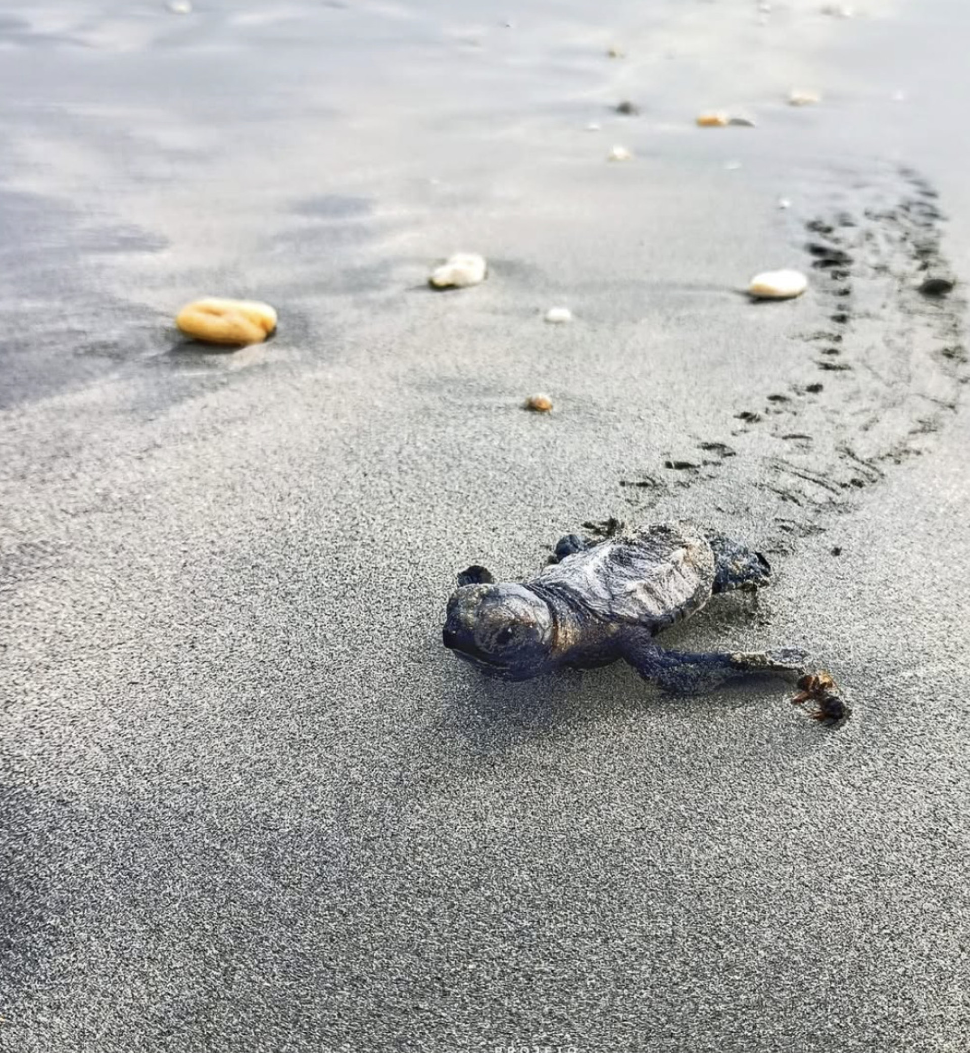 Em Camocim o projeto FaunaMar reportou o nascimento de 340 tartarugas-de-pente, uma espécie ameaçada de extinção  (Foto: REPRODUÇÃO INSTAGRAM FAUNAMAR)