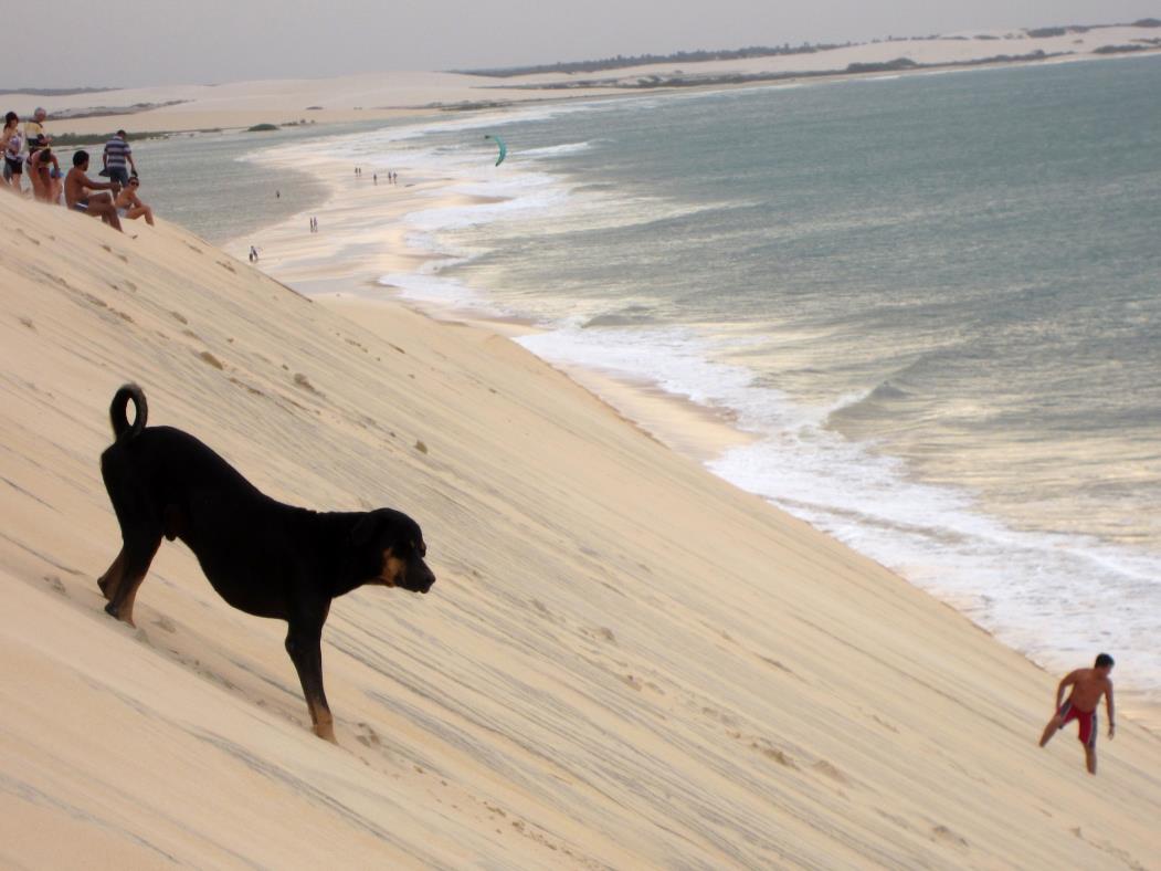 Cachorro brinca nas dunas da praia de Jericoacoara. Litoral de Jijoca de Jericoacoara, no Ceará.