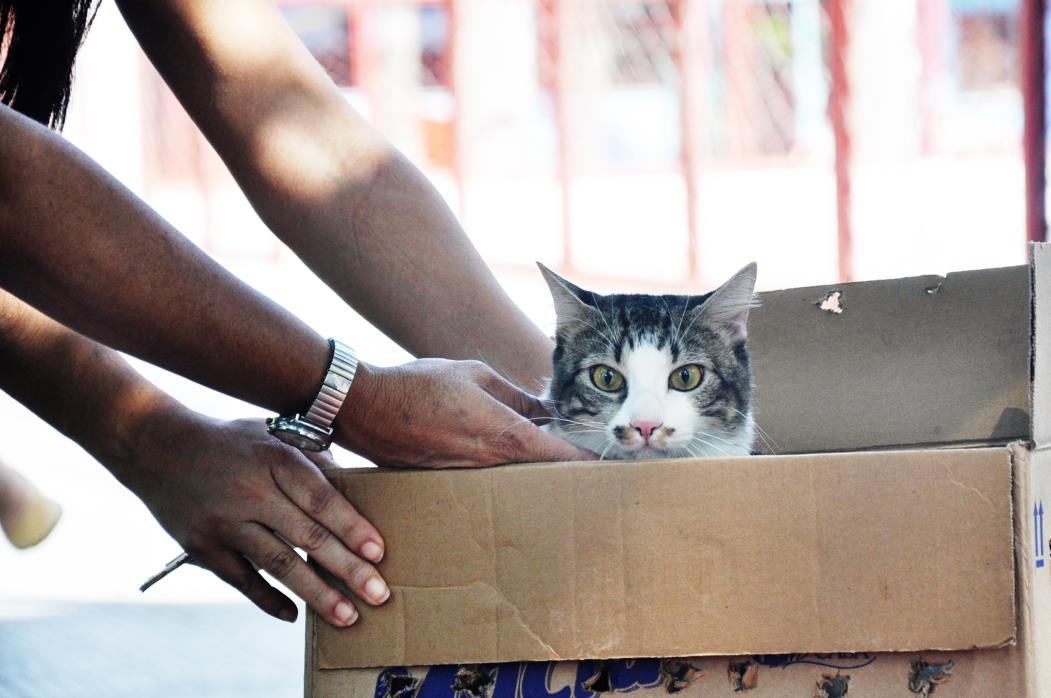 Campanha de vacinação antirrábica animal. Na foto: Gato . Foto: Thiara Nogueira, em 09/11/12