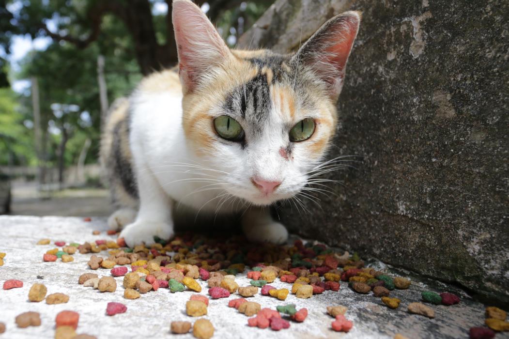 Animais são abandonados todos os dias no Parque Adahil Barreto (Foto: RODRIGO CARVALHO)