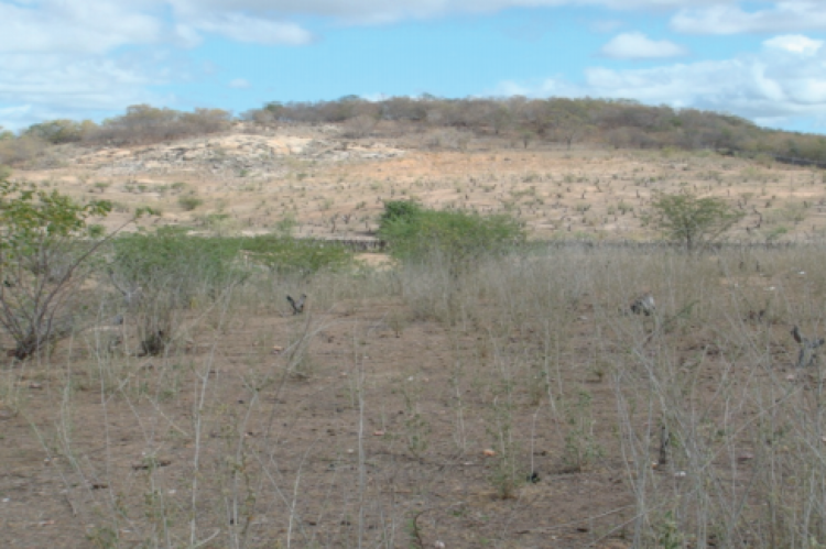 Sertões de Santa Quitéria. Aspecto da caatinga degradada pelo uso indiscriminado. A área apresenta evidências nítidas dos processos de desertificação com solos e biodiversidade comprometidos, ecodinâmica de ambientes de transição tendendo para a instabilidade, classificada como Zona Fortemente degradada e/ou desertificada 