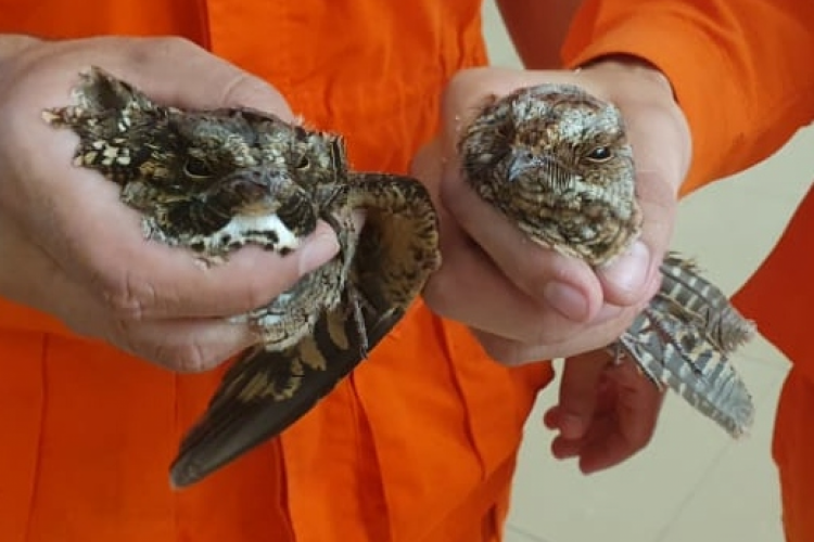 As aves foram soltas em área de preservação ambiental na rodovia CE 178