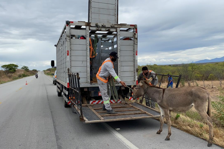 As equipes da autarquia operam com 14 caminhões apropriados para transporte e captura