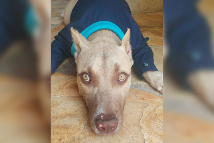 Pitbull Baruk foi adotado pelos policiais e faz parte do quartel localizado no Crato 