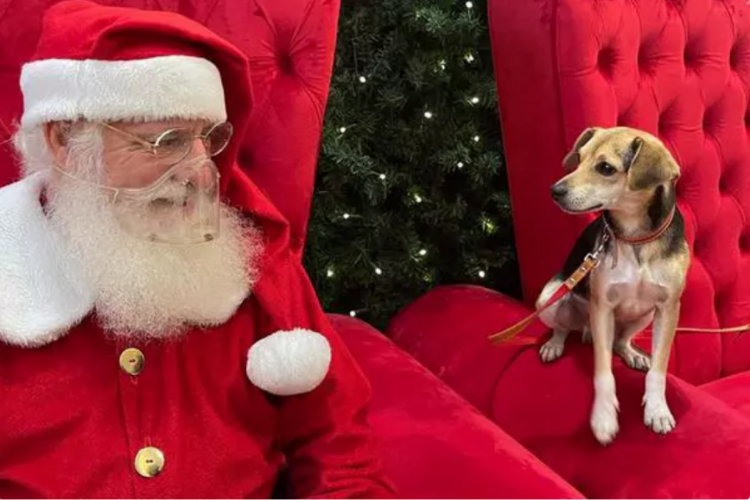 O animal foi recepcionado com carinho no Shopping e até recebeu mimos. 