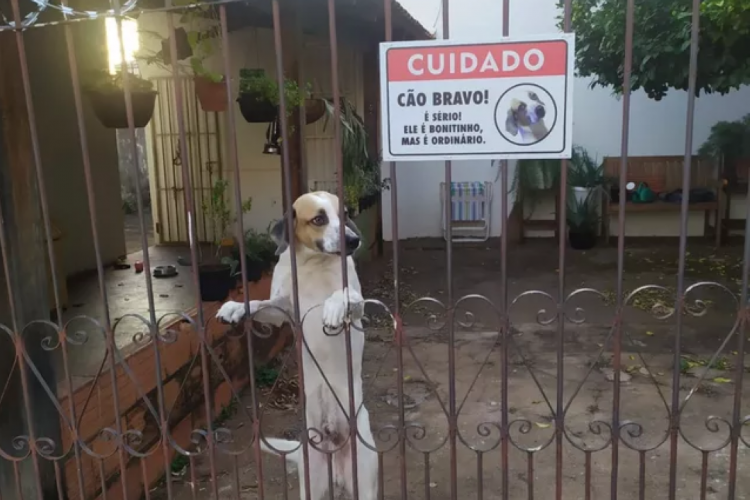 O animal fica na entrada da casa e pode ver os pedestres, já que o portão da residência tem aberturas