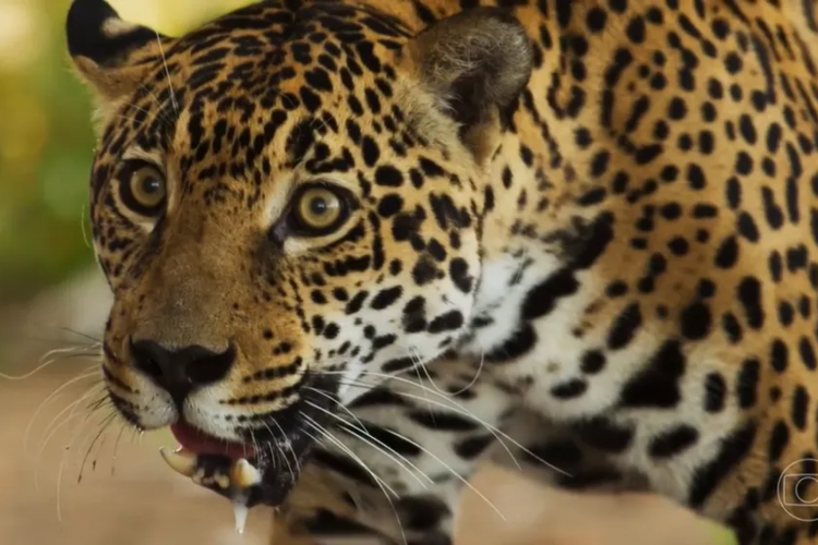 Onça atacará Solano em 'Pantanal'