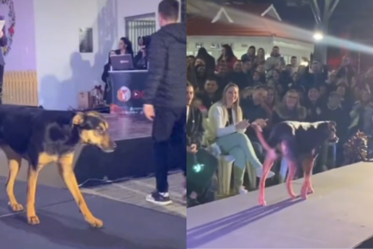 Cachorro vira-lata invade palco do Miss Paraná, "desfila" na passarela e é aplaudido pelo público