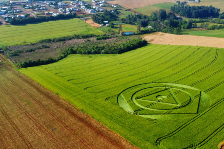 Nas fotos divulgadas por Kosinski, é possível ver triângulos, círculos, e até mesmo um enorme pentágono entre a plantação
