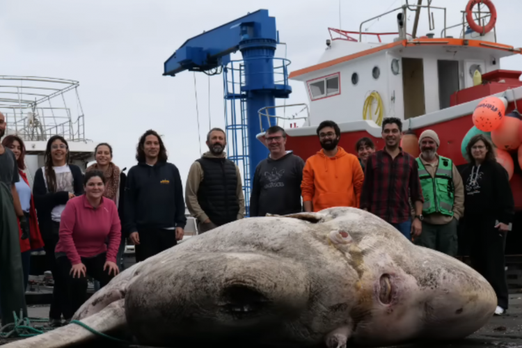 Espécie de peixe-lua gigante encontrado em Portugal pesando mais de 2.700 quilos