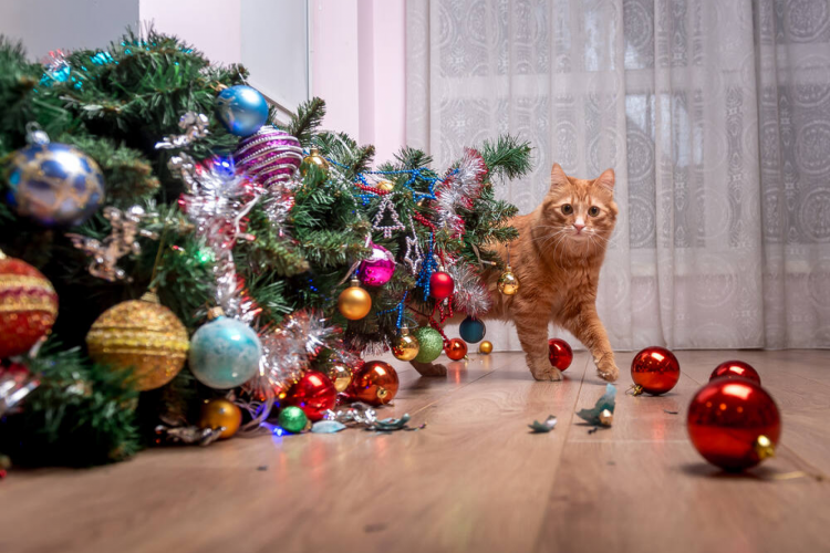 Os gatinhos têm interesse instintivo por cores e formatos diferentes