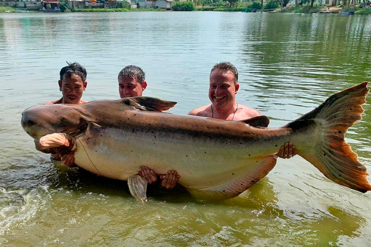 Peixe-bagre gigante pescado na Tailândia