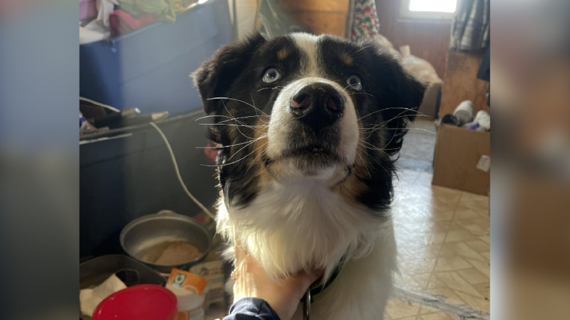 Cachorro reencontra família depois de um mês desaparecido 