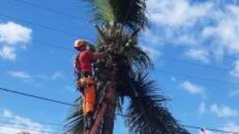 CE: Mais de 700 árvores com risco de queda foram cortadas nos 5 primeiros meses do ano