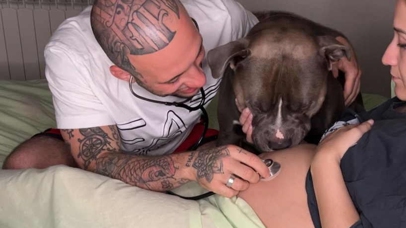 Cachorro se emociona ao ouvir sons na barriga de tutora grávida.