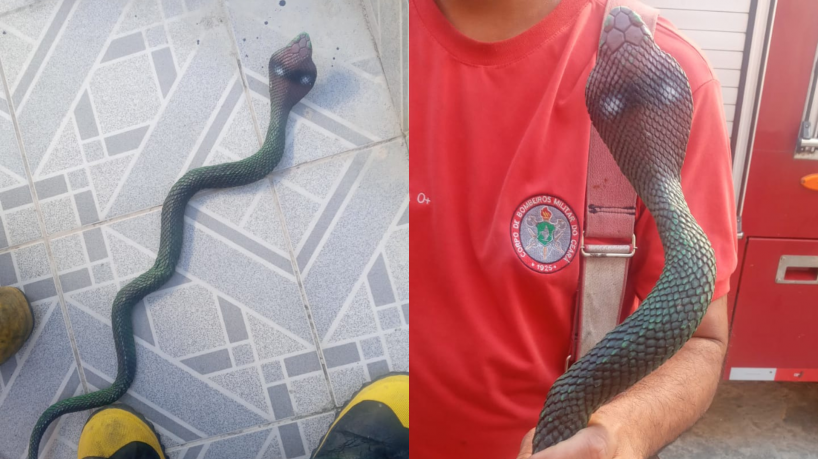 Chegando no local, os bombeiros perceberam que se tratava se uma cobra falsa