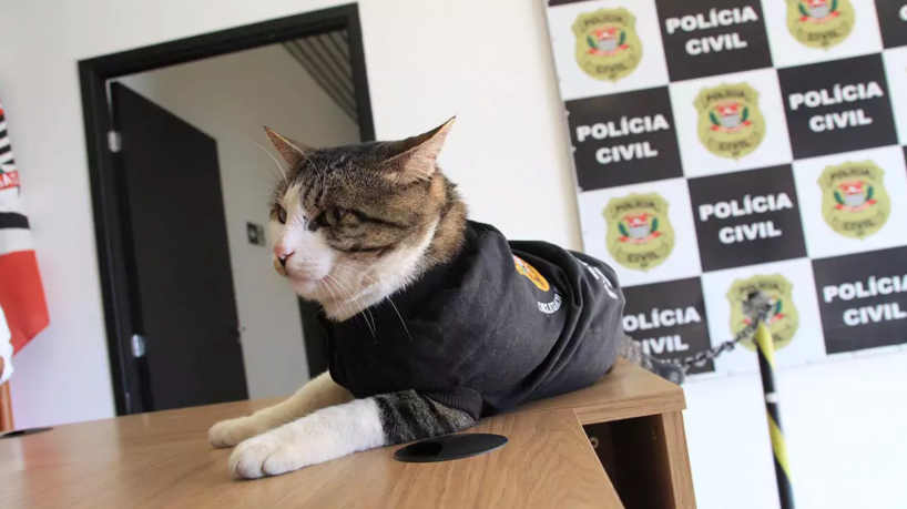 O felino foi adotado pelos policiais no final de março, quando recebeu cuidados após chegar à delegacia machucado e com fome