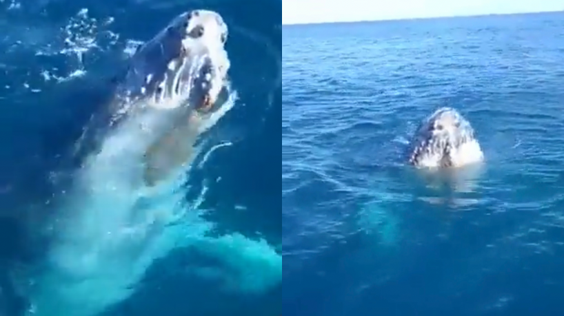 Baleia assusta pescadores em Arraial do Cabo, no Rio de Janeiro; veja vídeo