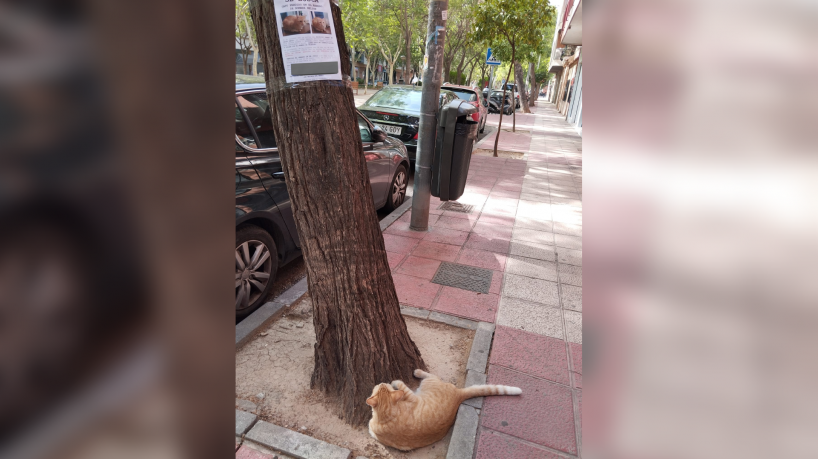 Gato é encontrado observando o próprio cartaz de desaparecido
