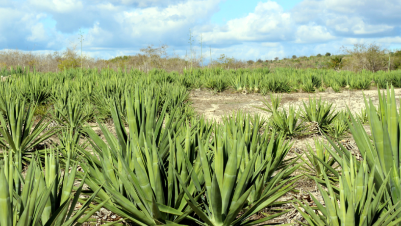 Planta de agave está sendo estudada para ser matéria-prima de biocombustíveis