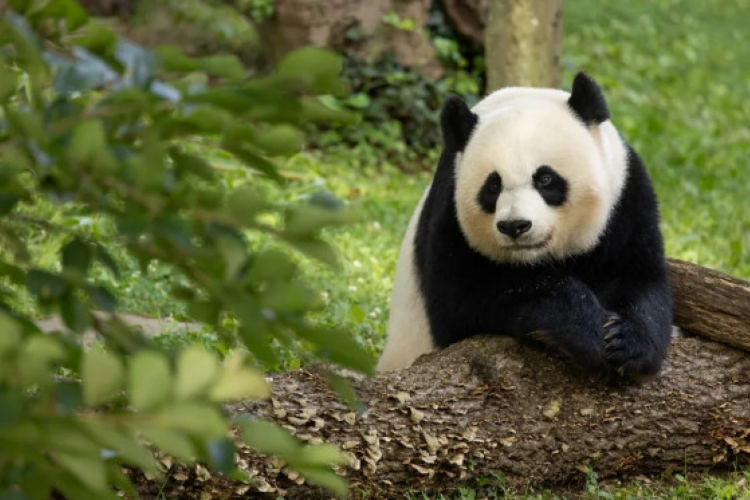 Pandas gigantes retornam à China após 23 anos.