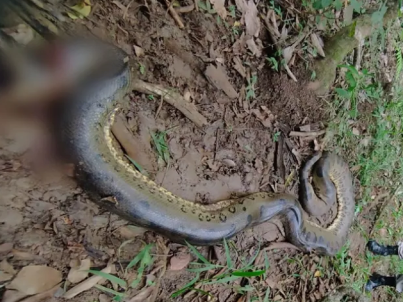 Serpente píton é retirada do Parque Nacional da Tijuca, no Rio