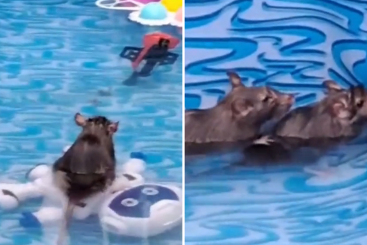Ratos invadem piscina no Rio de janeiro: 