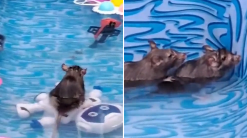 Ratos invadem piscina no Rio de janeiro: 