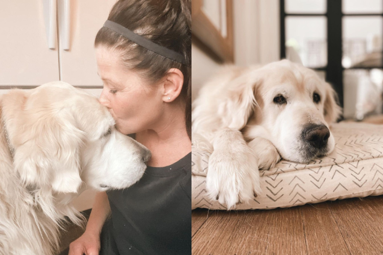 O cão Max, um golden retiever, foi homenageado pela tutora, Shari, que preservou o degrau onde o animal constumava deitar para descansar.