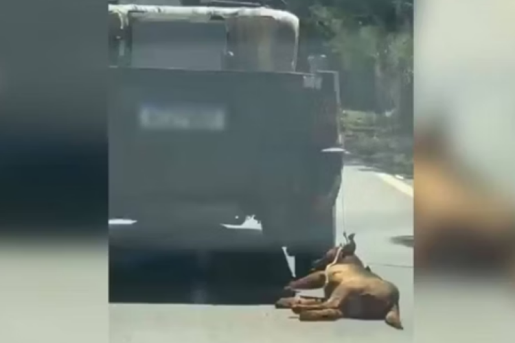 Cachorro é arrastado por carro em rodovia de Goiás
