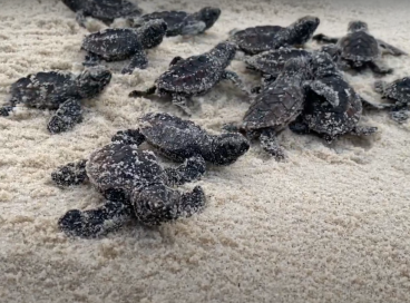 Cerca de 80 filhotes de tartarugas são soltas no mar na praia do Porto das Dunas, em Aquiraz
 