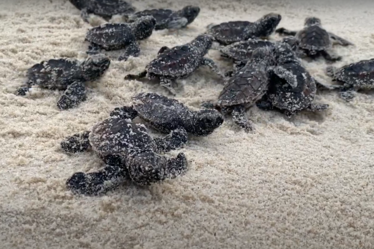 Cerca de 80 filhotes de tartarugas são soltas no mar na praia do Porto das Dunas, em Aquiraz
